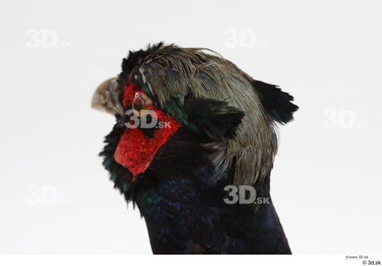 Head Pheasant Animal photo references