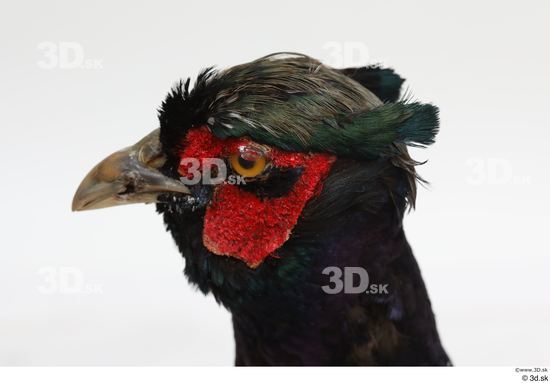 Head Pheasant Animal photo references