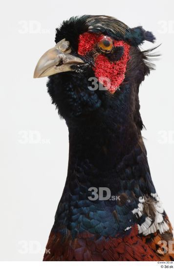 Head Pheasant Animal photo references