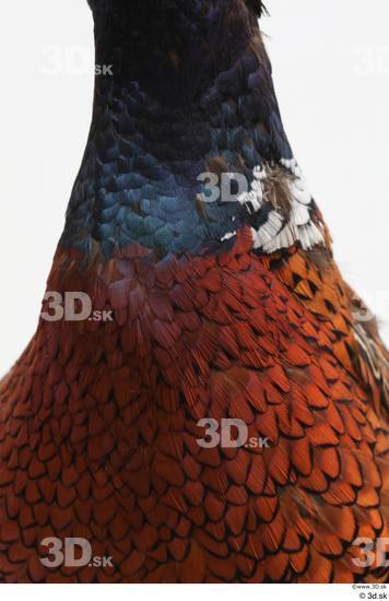 Neck Chest Pheasant Animal photo references