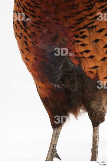 Leg Pheasant Animal photo references