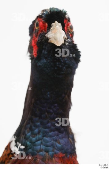 Head Pheasant Animal photo references