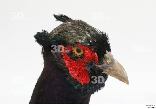 Head Pheasant Animal photo references