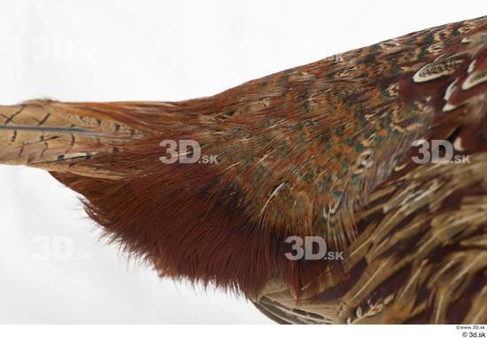 Tail Pheasant Animal photo references