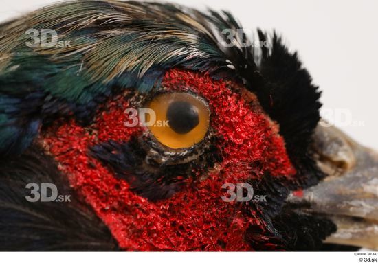 Eye Pheasant Animal photo references