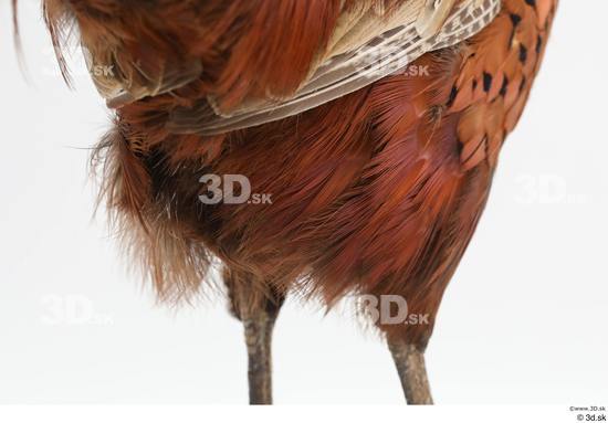 Leg Pheasant Animal photo references