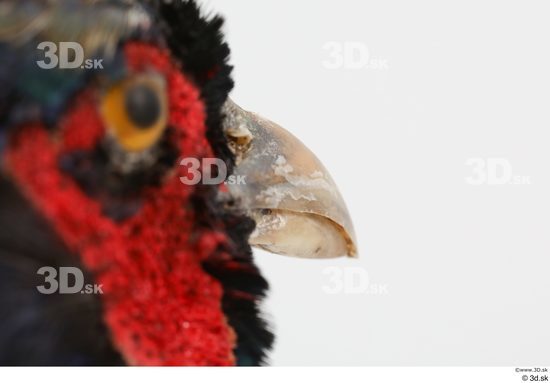Mouth Pheasant Animal photo references