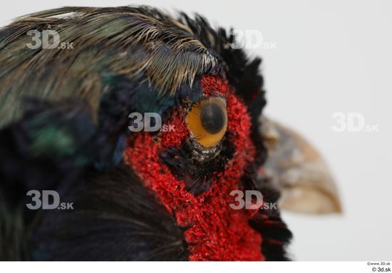 Eye Pheasant Animal photo references