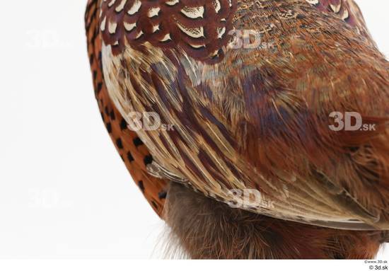 Back Pheasant Animal photo references