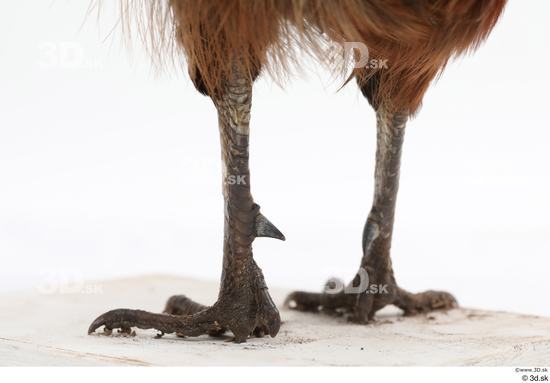 Leg Pheasant Animal photo references