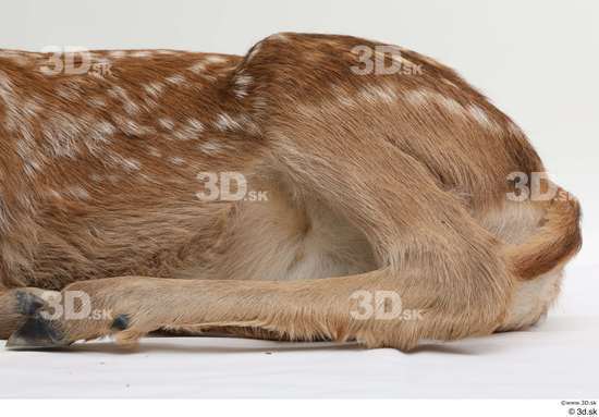 Leg Deer Animal photo references