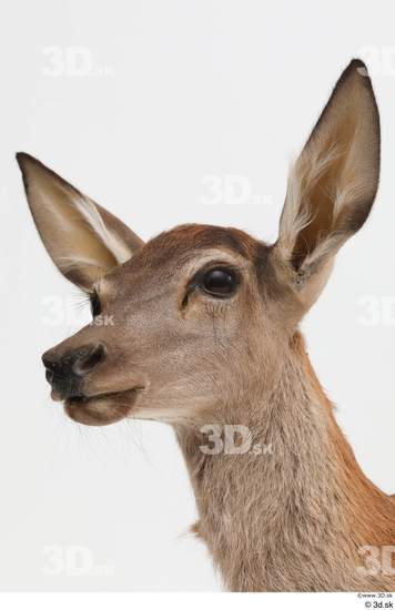 Head Deer Animal photo references