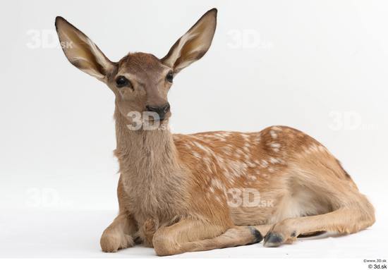Whole Body Deer Animal photo references