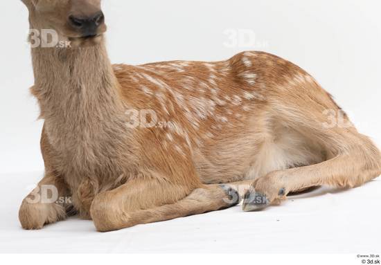 Whole Body Deer Animal photo references