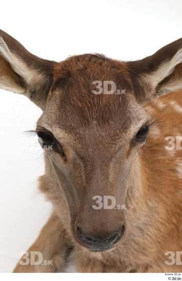 Head Deer Animal photo references