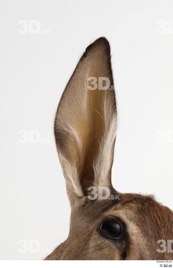 Ear Deer Animal photo references