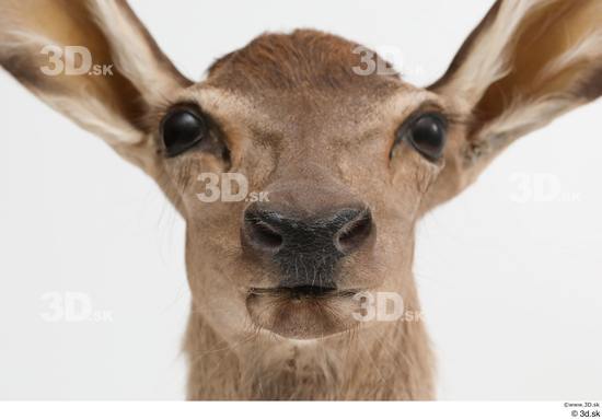 Head Deer Animal photo references