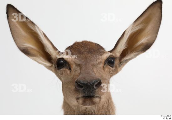 Head Deer Animal photo references