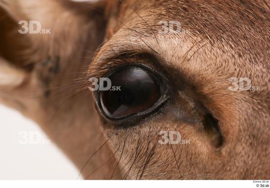 Eye Deer Animal photo references