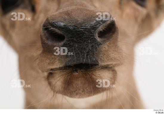 Mouth Deer Animal photo references