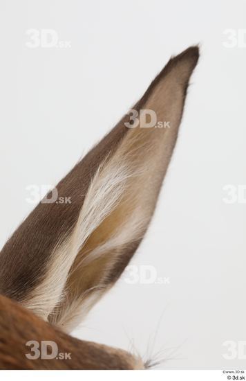 Ear Deer Animal photo references