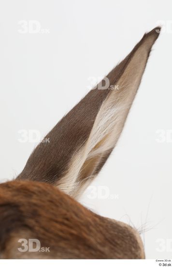 Ear Deer Animal photo references