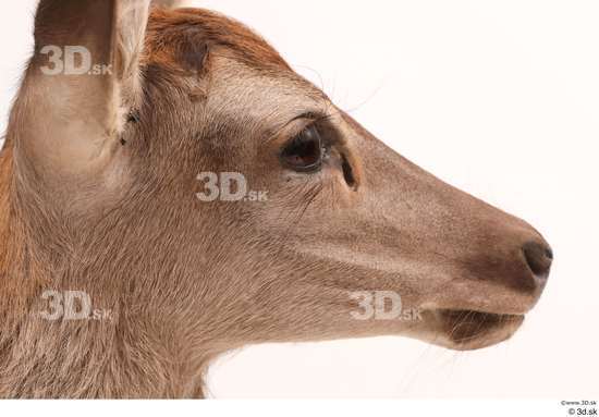 Head Deer Animal photo references