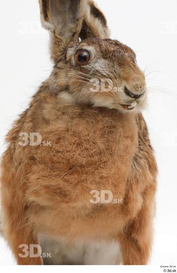 Chest Rabbit Animal photo references