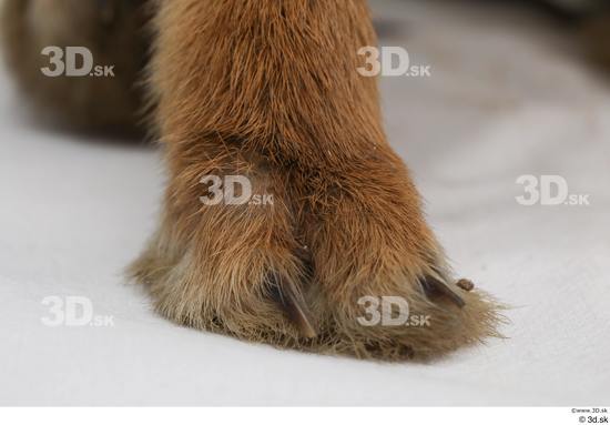 Foot Rabbit Animal photo references