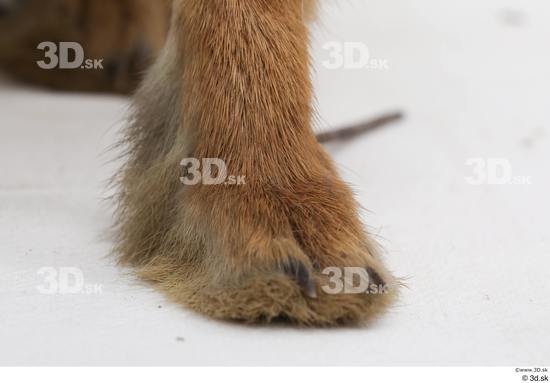 Foot Rabbit Animal photo references