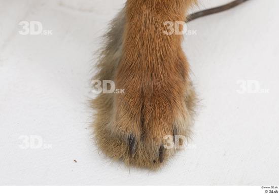 Foot Rabbit Animal photo references