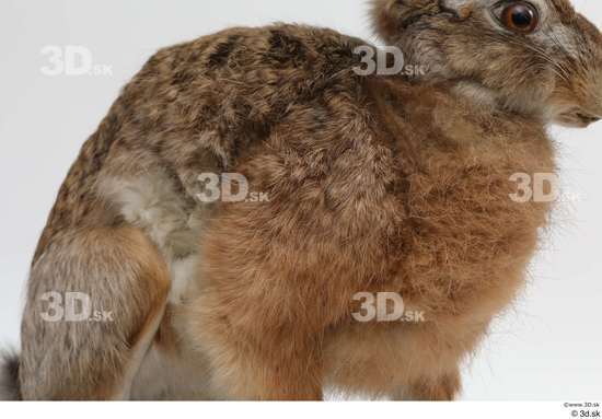 Whole Body Rabbit Animal photo references