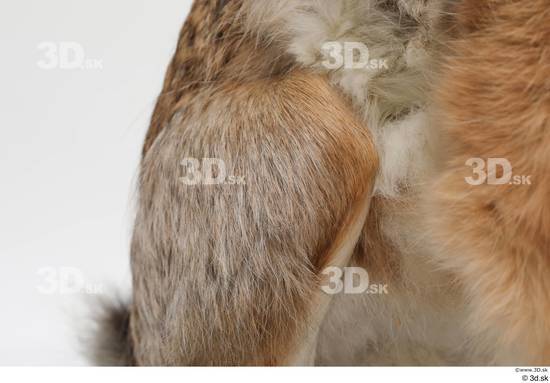 Leg Rabbit Animal photo references
