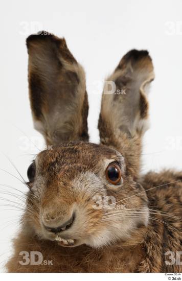 Head Rabbit Animal photo references