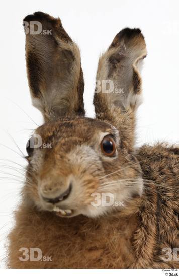 Head Rabbit Animal photo references