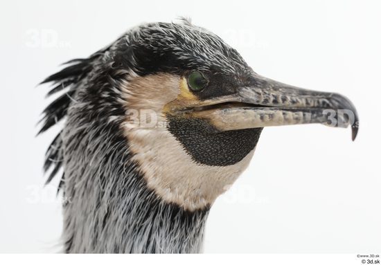 Head Bird Animal photo references