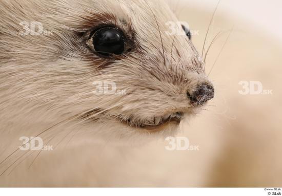 Eye Mouth Nose Animal photo references