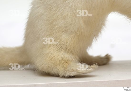 Leg Foot Animal photo references