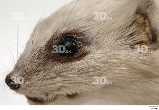 Eye Nose Animal photo references