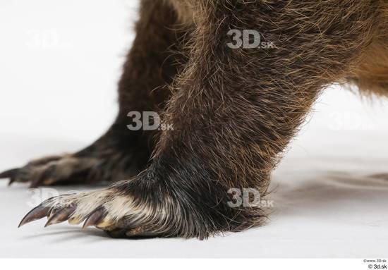 Leg Animal photo references