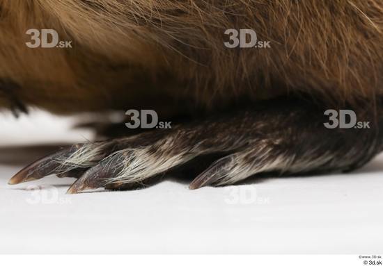 Foot Animal photo references