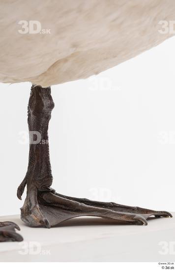 Leg Animal photo references