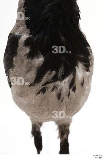 Chest Bird Animal photo references