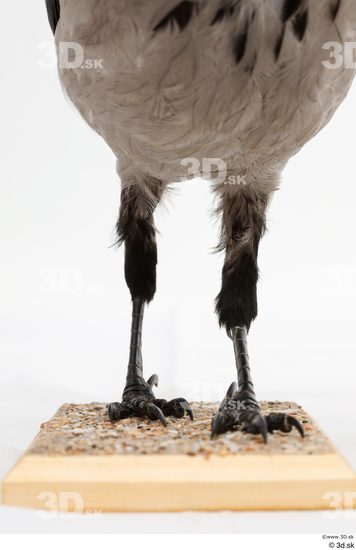 Leg Bird Animal photo references