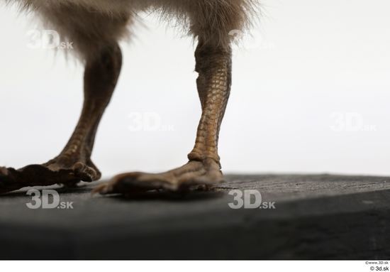 Leg Animal photo references