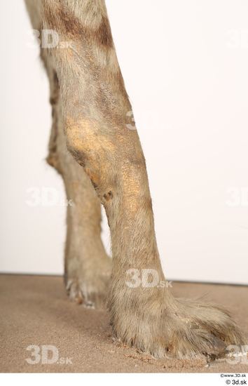 Leg Animal photo references