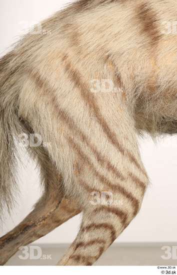 Leg Animal photo references