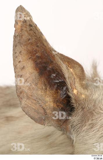 Ear Animal photo references