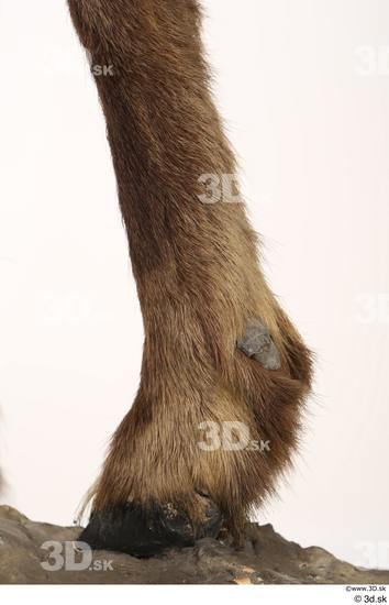 Leg Animal photo references