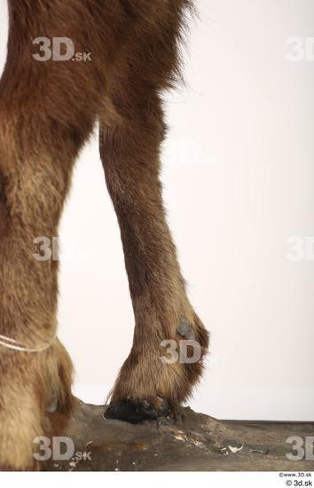 Leg Animal photo references